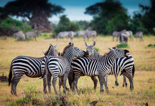 Fototapeta Herd of zebras on african savannah