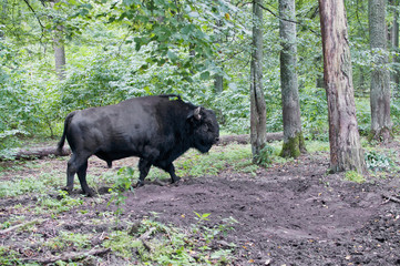 Aurochs head © Maciej Sobczak