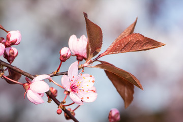 Pink Plum Blossoms