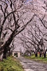 Fototapeta premium 桜のアーチ