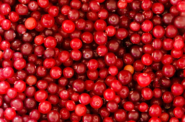 Cranberry Background - 69308397