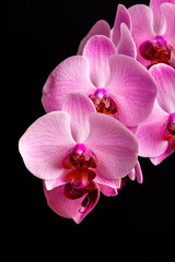 Fototapeta na wymiar orchid flowers on black