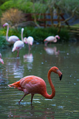 フラミンゴ