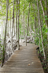 Wood path way among the Mangrove forest, Thailand