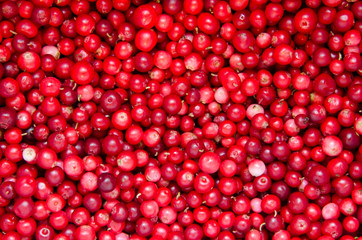 Cowberry Background