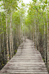 Fototapeta premium Wood path way among the Mangrove forest, Thailand