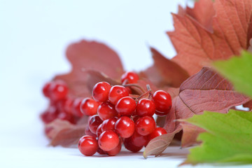 Rote Beeren Strauch