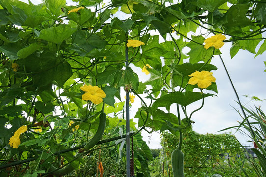 ヘチマ の画像 16 304 件の Stock 写真 ベクターおよびビデオ Adobe Stock