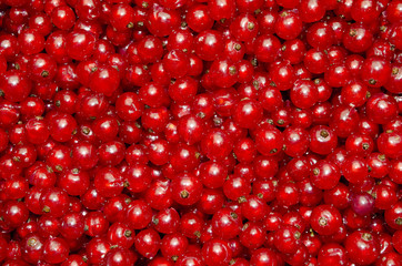 red currant