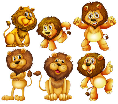 Lion set