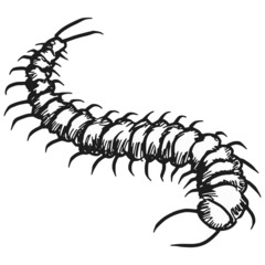 centipede