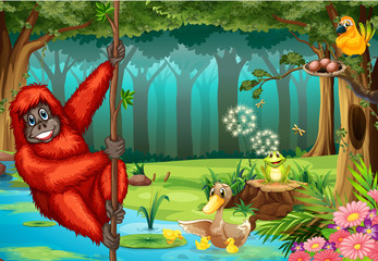 Orangutan in jungle © GraphicsRF