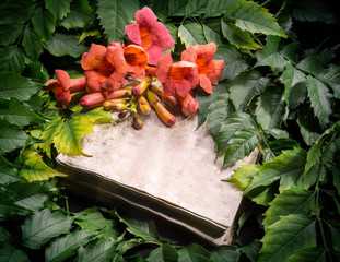 Campsis radicans flowers on old open book