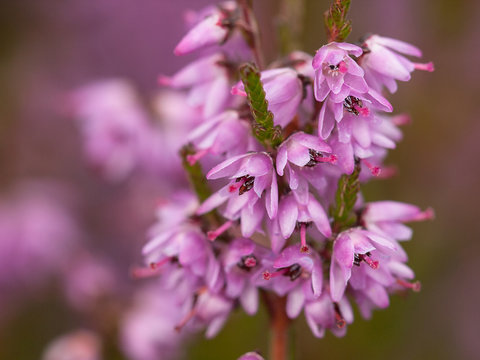 Fototapeta Blühendes Heidekraut - Calluna