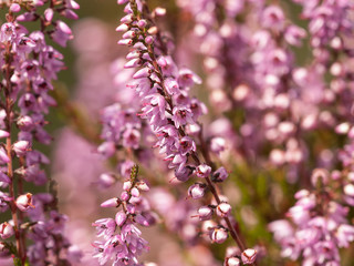 Blühende Heide -Erika- caluna vulgaris