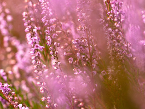 Bl&uuml;hende Besenheide- calluna vulgaris