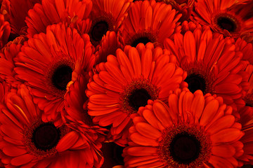 A bouquet of gerberas. Floral background.