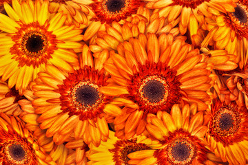 A bouquet of gerberas. Floral background.
