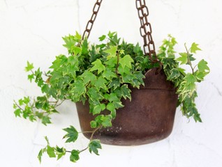 efeu in einer blumenampel