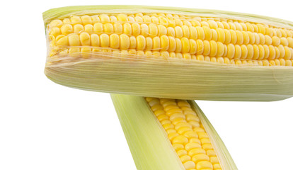 Sweet corn over white background