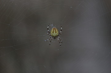 Four-spot orb-weaver (Araneus quadratus) sitting in its web