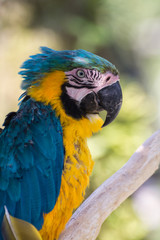 ルリコンゴウインコ