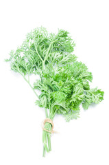 parsley isolated on white