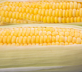 Sweet corn over white background