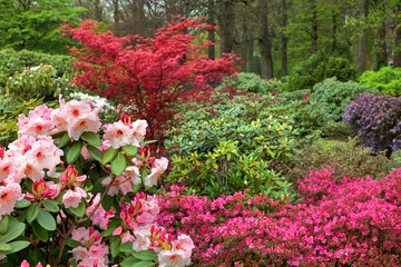 Azaleas in the spring park.