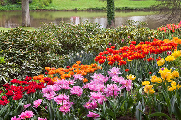 Colorful tulips in the park.