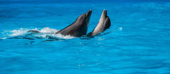 Wall murals Dolphin Pair of bottlenose dolphins dancing in the water
