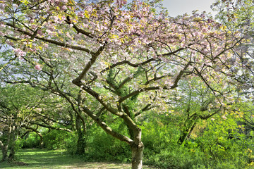 Fototapeta na wymiar Cherry blossoms. Spring landscape.