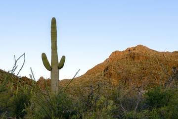 Saguaro Forest