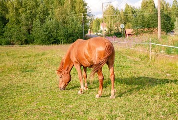 Horse on the farm