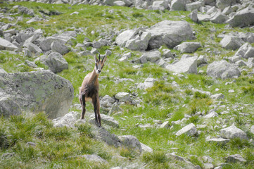 Tatra chamois