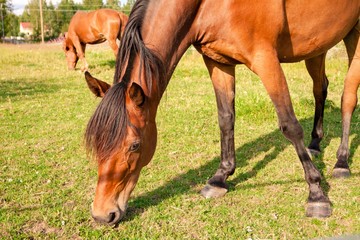 Horses on the farm