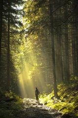 Poster Beautiful morning in the forest with sunbeams. © Piotr Zajc