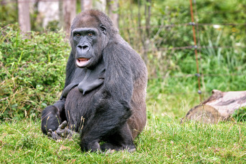 Gorille femelle de 44 ans