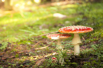 Red toadstool mushroom