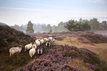 Foto auf Acrylglas Schaf Schafe auf lila blühender Heide