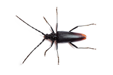 Cerambyx cerdo