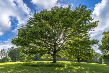 Fototapeta na wymiar Beautiful tree on hill in Spring