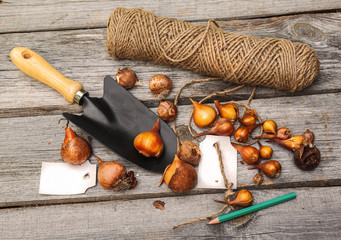 Planting bulbs tulips