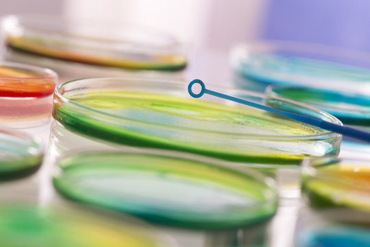 Microbiologie, Bo&icirc;te de Petri