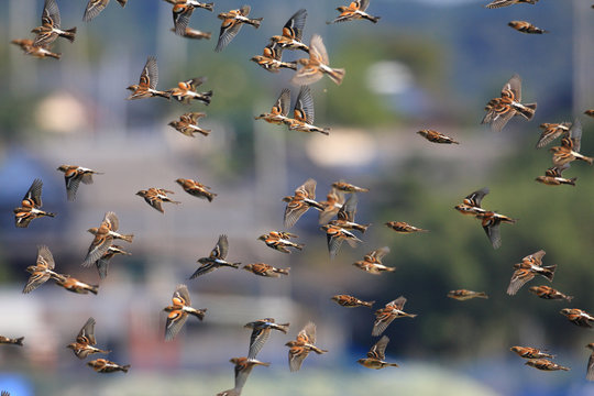 Brambling (Fringilla montifringilla) flocks in Japan 
