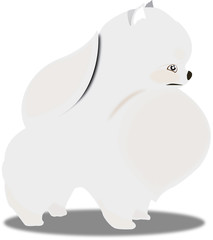 Pomeranian