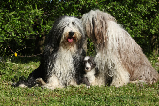 Bearded Collie sitting in the garden