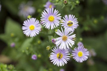 Fototapeta premium Flower