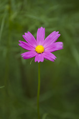 Obraz premium Flower