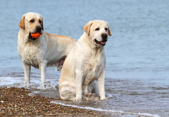 labrador at the sea with a ball